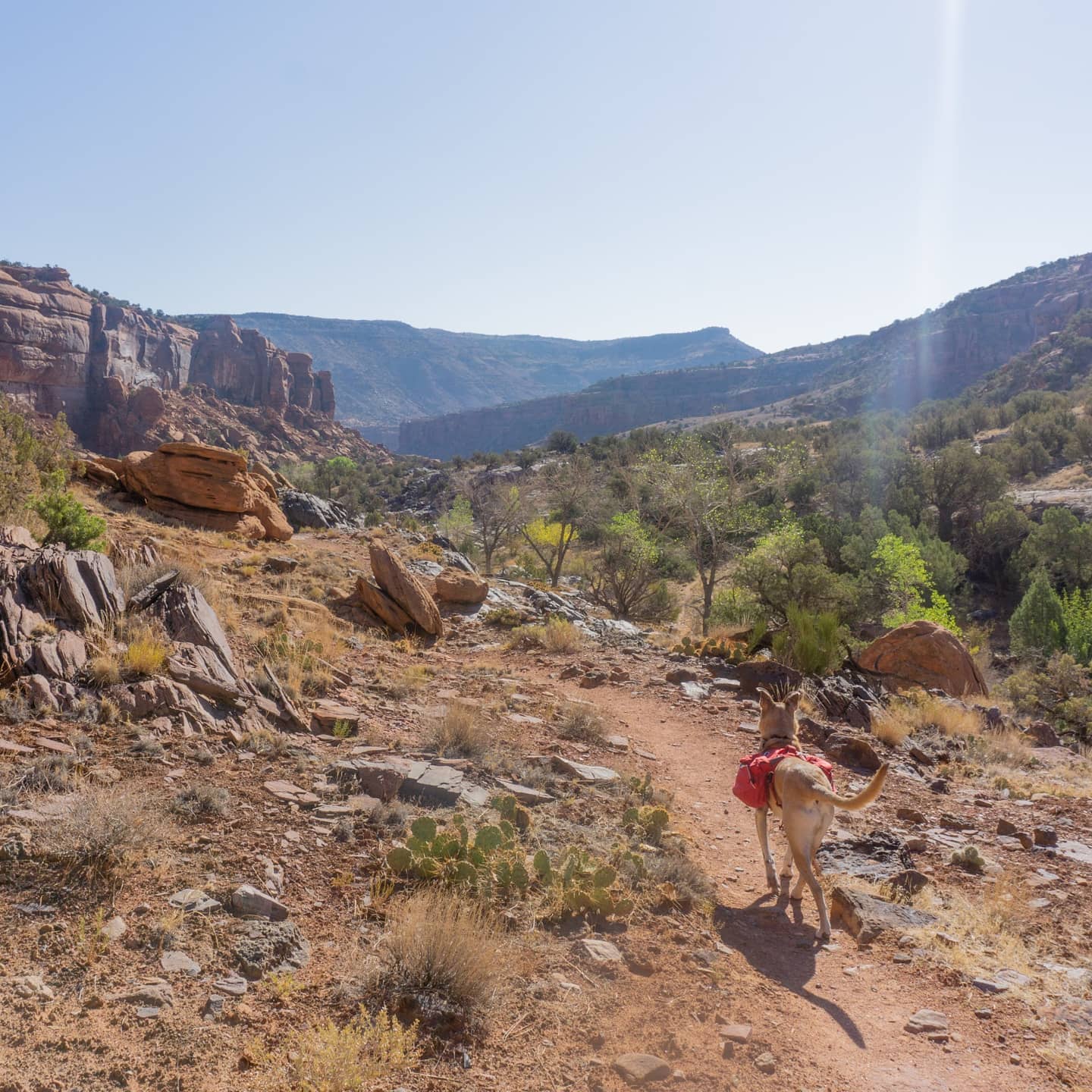 A few weeks ago went backpacking in Big Dominguez Canyon! It was the first backpacking trip for @nck237 and the doggo @the_rouxgarou !It was an interesting trip. We were supposed to hike 5 miles up the creek that was in the canyon. I called the BLM service the day before and they said "yeah there's definitely water there". Upon arrival, we found nothing but a dry creek bed! There was a river that the dry creek normally fed into, so I ended up carrying 22 lbs of water from the river 3 miles up to our camping spot. Yikes!Besides that, we let roux off his leash for some of the more isolated parts of the trail. He was such a good boi!  He never strayed more than 10 feet from us. I can tell he's going to be a great outdoors dog
